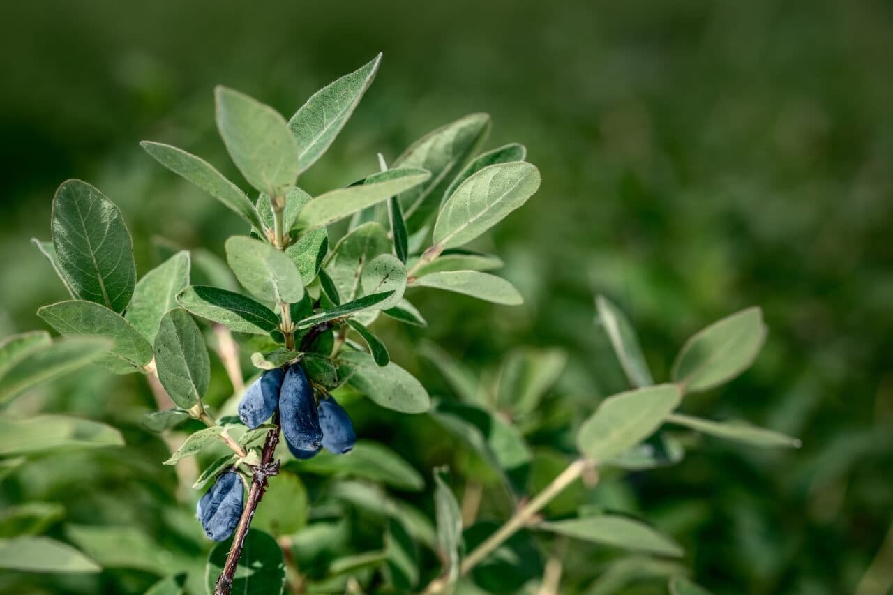 Haskap-Strauch mit reifen Beeren auf unserer Plantage