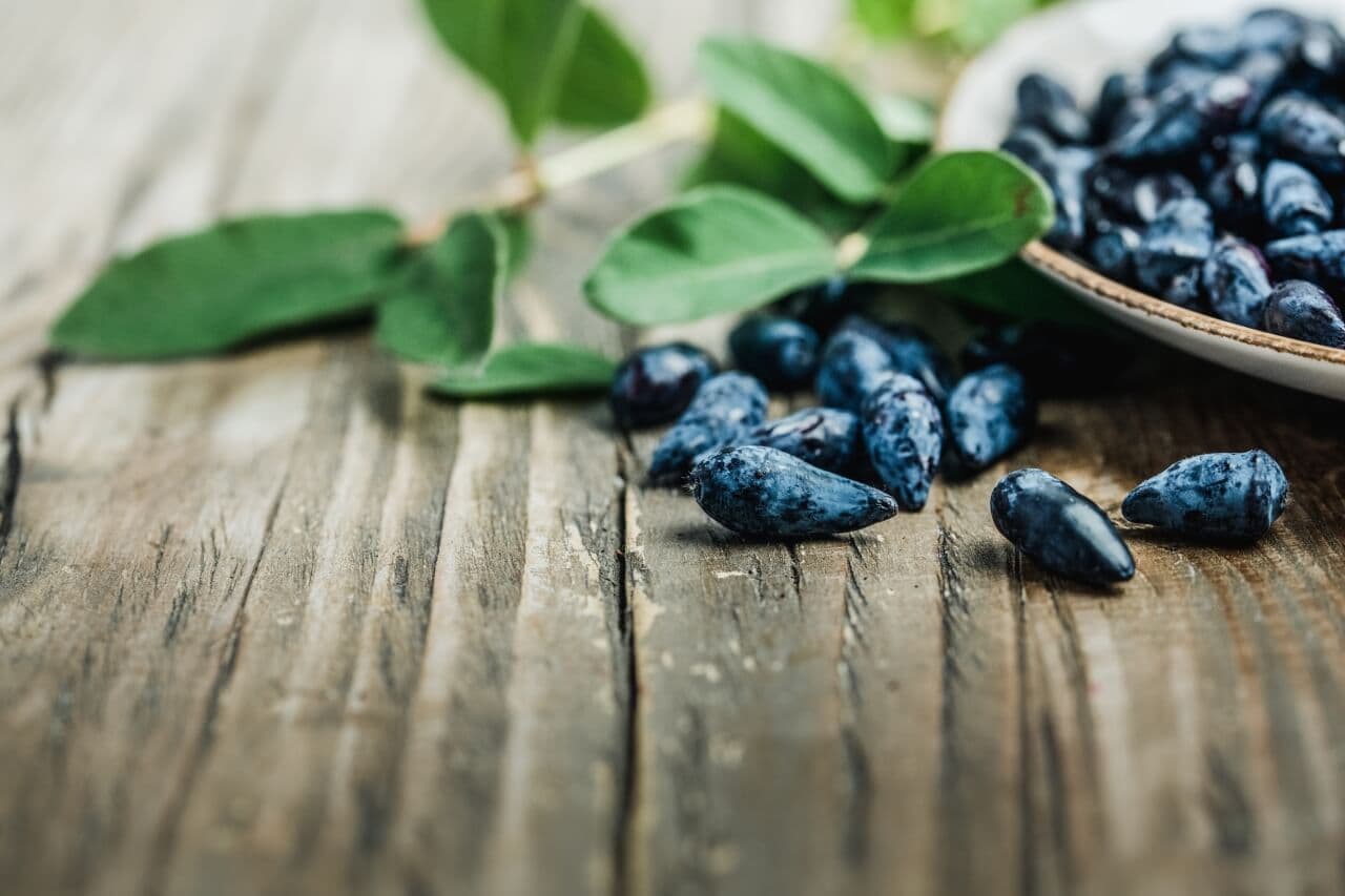 Eine Schale frischer Haskap-Beeren
