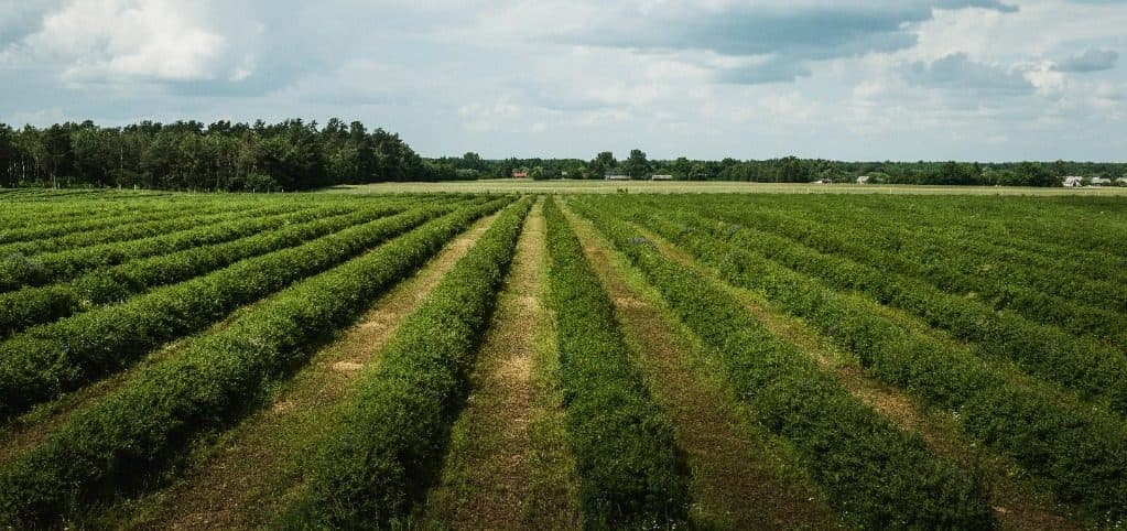 Reihen von Haskap-Sträuchern auf unserer Plantage